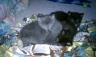 our second litter of foster kittens