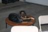 Miley likes to hang out with us in the garage while we work