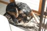 Awww Reece and Miley are napping together