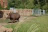 The rhino in the new exhibit