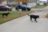 Even the dogs join in the fun