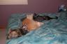 Skittles tolerated the kittens being this close! 