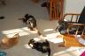 WOW - this is a rare sight at our house (all four together that is!)