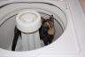 Reese in the washing machine!