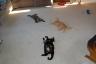 The cats all out together (notice how Zelda lays upside down - she is always like this!)