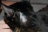 Poor Zelda and her bald spot!