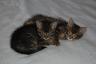 foster babies
