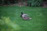 We had a pair of ducks in our yard!