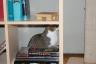 Astrid thinking she is hiding from me