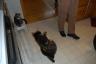 The cats had to play too!