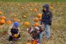 Callie's Pumpkin Patch trip