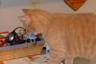 Silly kitty!