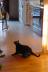 The cats got a new toy too!