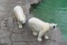 The polar bears - they kept walking backwards and then standing up!
