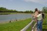 Feeding the baby geese