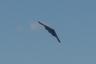B-2 Spirit Stealth Bomber