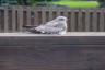 look at this cool nighthawk on our deck!